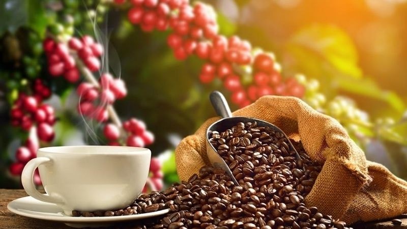 Bản tin nông sản hôm nay (19-9): Giá cà phê tiếp tục giảm